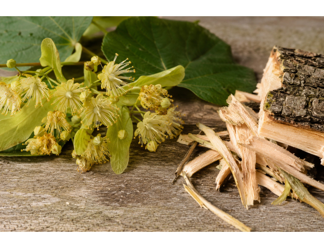 Tout savoir sur le Tilleul